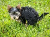 Mały, kudłaty piesek Yorkshire Terrier w trawie. Widać, że właśnie zrobił czarną kupę u psa.