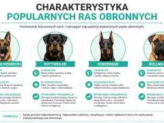 Porównanie popularnych ras psów obronnych: owczarek niemiecki, rottweiler, doberman, bullmastiff. Charakterystyka i wymagania.