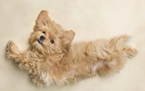 Czy maltipoo ma włosy? Tak, ten uroczy szczeniak ma puszyste, falowane włosy.