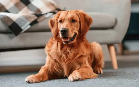 Złoty retriever leży na dywanie obok kanapy. Dowiedz się, jak nauczyć szczeniaka zostawać samemu w domu, by Twój pupil czuł się bezpiecznie.