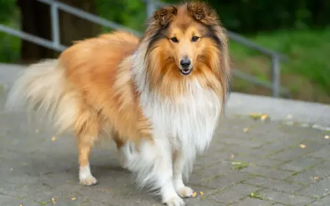 Piękny pies rasy collie o długiej, złocistej sierści stoi na chodniku.