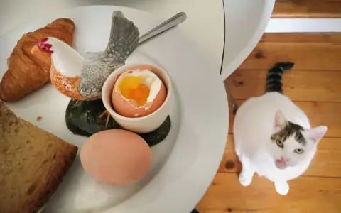 Biały kot z pręgowanym ogonem patrzy na talerz z jajkiem na miękko, croissantem i chlebem. Czy kot może jeść jajka? Ten kot wygląda, jakby chciał się przekonać.