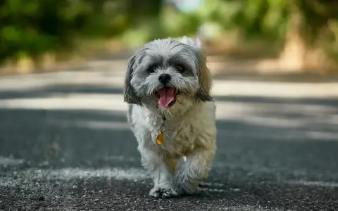 Szczęśliwy shih tzu, z językiem na wierzchu, idzie ścieżką. Jego waga jest idealna do spacerów.