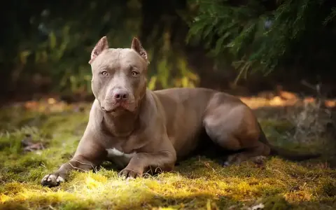 Potężny pies rasy pitbull o brązowej sierści leży na trawie, otoczony zielenią lasu.