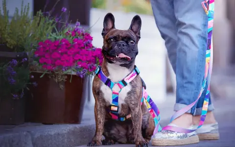 Francuski buldog w kolorowym dławiku dla psa. Jak założyć dławik? Pies siedzi obok donicy z kwiatami.
