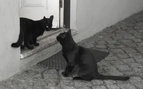 Dwa czarne koty w domu, jeden na progu, drugi na zewnątrz. Widać napięcie, może to początek agresji między nimi.