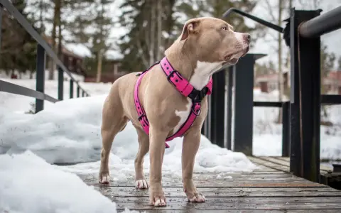 Pies rasy pitbull w różowych szelkach na drewnianym pomoście, zimą. Dowiedz się, jak założyć szelki psu, by spacer był bezpieczny i komfortowy.