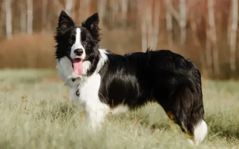 Piękny border collie w trawie, z językiem na wierzchu. Długość życia tej rasy jest imponująca.