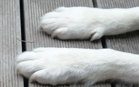 Dwa białe, puszyste łapy psa leżą na drewnianej desce. Zastanawiasz się, ile palców ma pies?