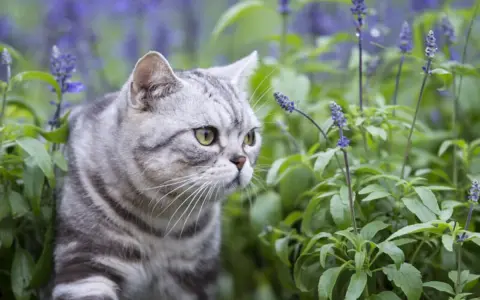 Szary kot wśród fioletowych kwiatów. Czy lawenda jest trująca dla kota? Nie, lawenda jest bezpieczna dla kotów.