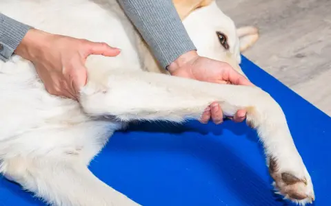 Fizjoterapeuta delikatnie masuje łapę psa, pomagając mu zwalczyć zapalenie stawów.