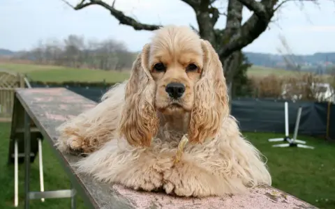 Uroczy cocker spaniel, jedna z wielu odmian tej rasy, leży na drewnianej kładce, gryząc przysmak.
