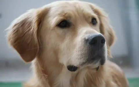 Piękny golden retriever o ciepłych, złotych kolorach sierści, z czarnym nosem i bystrymi oczami.