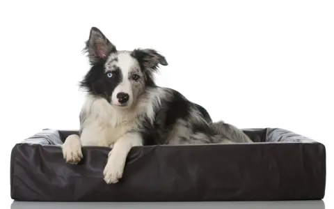 Pies rasy Border Collie z heterochromią, leżący w brązowym legowisku. Jego jedno oko jest niebieskie, drugie brązowe. Wygląda jakby miał ADHD u psa, ale to tylko jego czujność.