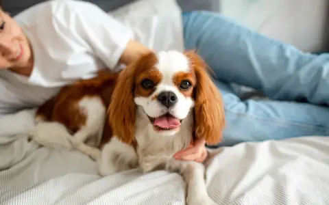 Uśmiechnięta dziewczyna głaszcze Cavaliera King Charles Spaniela, jedną z uroczych ras psów, leżącego na łóżku.