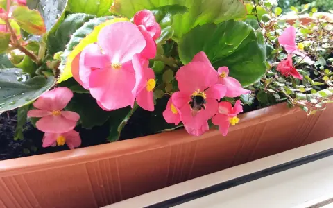 Różowe begonie w doniczce, z pszczołą na kwiatku. Czy begonia jest trująca dla kota?