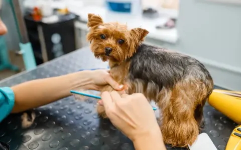 Yorkshire terrier czesany grzebieniem. Domowe sposoby na kołtuny u psa to regularne szczotkowanie, aby sierść była gładka i lśniąca.