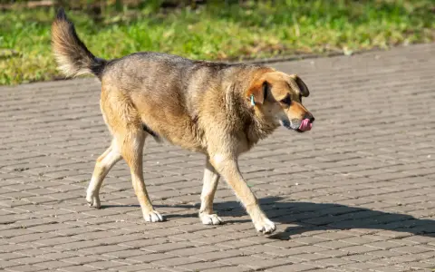 Brązowy pies z niebieską metką na uchu idzie po chodniku, oblizując się. Może właśnie zjadł coś nieodpowiedniego, jak odchody.