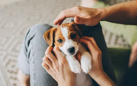 Uroczy szczeniak Jack Russell Terrier w ramionach człowieka. Czas spędzony z matką jest kluczowy dla jego rozwoju.