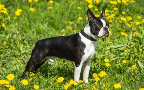 Boston terrier waga idealna, piesek stoi na łące pełnej żółtych mniszków lekarskich.
