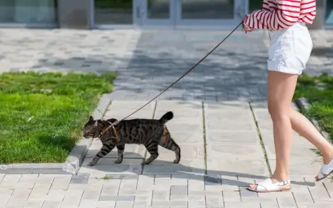 Kot na smyczy, uczony jak nauczyć kota chodzić na smyczy, spaceruje po chodniku obok swojej opiekunki.