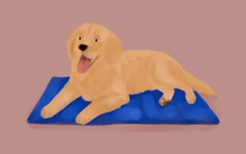 Złoty retriever leży na niebieskiej macie, dysząc. Jego gruczoły potowe pracują, by ochłodzić ciało.