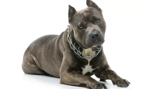 Potężny amstaff w metalowym łańcuchu, idealny do tabeli wagi amstaffa.
