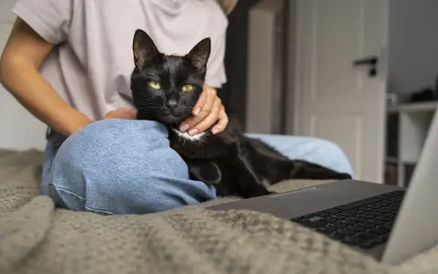 Czarny kot z zielonymi oczami leży na kolanach osoby, która go głaszcze. Obok leży laptop. To moment, kiedy kot zaczyna znaczyć teren, czując się bezpiecznie.