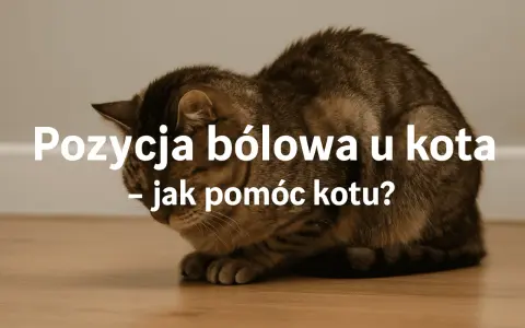 Kot w pozycji bólowej, skulony, z opuszczoną głową. Tekst informuje o tym, jak rozpoznać i pomóc kotu w cierpieniu.