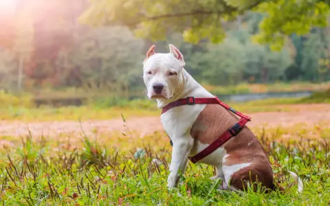 Amstaff w czerwonej uprzęży siedzi na trawie. Zastanawiasz się, ile żyje amstaff? Dbaj o swojego pupila, a będzie cieszył się długim życiem.