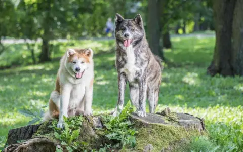 Dwa psy rasy akita inu, jeden rudy, drugi pręgowany, siedzą i stoją na pniu drzewa w parku. Ich charakter jest spokojny i dumny.