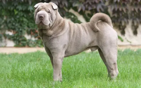 Pies rasy shar pei z charakterystycznymi zmarszczkami na pysku i ciele, stoi na zielonej trawie.