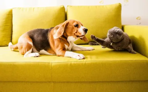 Pies beagle i kot szkocki na kanapie. Jak sprawić, by pies nie atakował kota? Powolne zapoznawanie i pozytywne wzmocnienia.