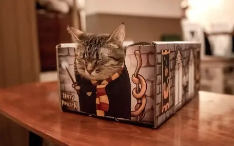 Kot w kartonowym pudełku z motywem Harry'ego Pottera. Może to wyjaśnia, dlaczego koty lubią kartony – to ich magiczne kryjówki!