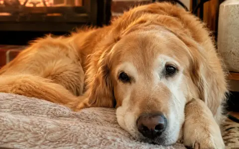 Uroczy golden retriever po polsku odpoczywa przy kominku, wtulony w miękkie posłanie.