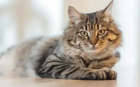 Puszysty kot o pręgowanym futrze leży spokojnie. Zastanawiasz się, czy koty mogą jeść czekoladę? Absolutnie nie!