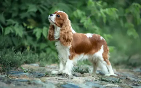Cavalier king charles spaniel usposobienie: pies o łagodnym spojrzeniu, z długimi, falującymi uszami, stoi na kamienistej ścieżce wśród zieleni.