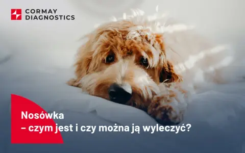 Smutny piesek leży na białym tle. Tekst informuje o objawach nosówki u psa i możliwościach leczenia.