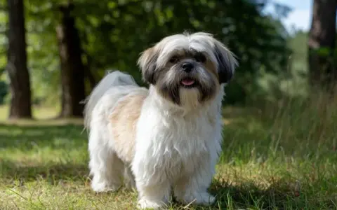 Największy shih tzu, puszysty piesek o białej i brązowej sierści, stoi na trawie w lesie, merdając ogonem.