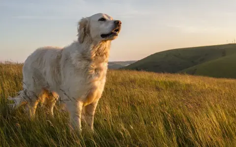 Piękny golden retriever stoi na wzgórzu wśród wysokiej trawy, patrząc w dal.