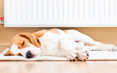Beagle śpi przy grzejniku, pokazując, jak pies odczuwa temperaturę. Ciepło grzejnika sprawia, że pies jest zrelaksowany i śpi spokojnie.