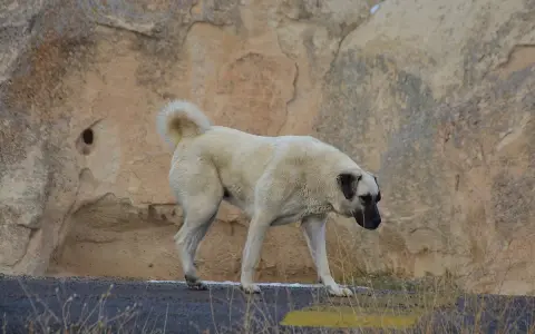 Potężny pies kangal na tle skalistego krajobrazu.