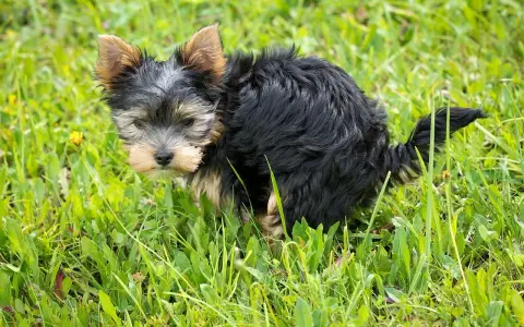 Mały, kudłaty piesek Yorkshire Terrier w trawie. Widać, że właśnie zrobił czarną kupę u psa.
