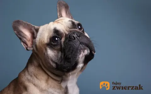 Uroczy buldog francuski, którego waga jest idealna do przytulania, patrzy z zaciekawieniem w górę.