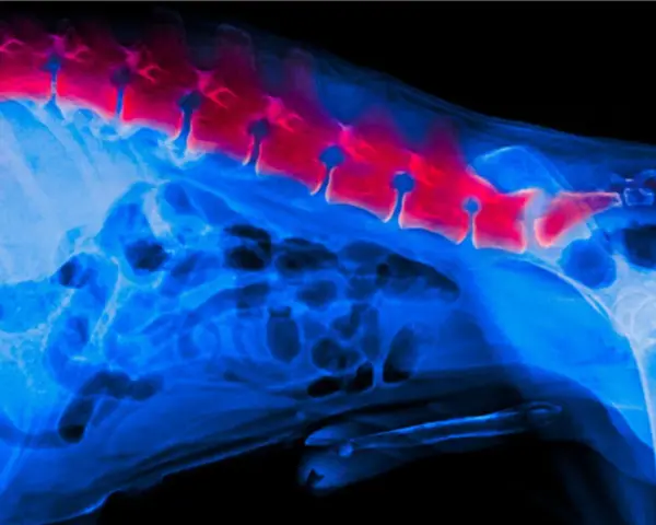 Rentgen psa z widoczną spondylozą. Czerwone obszary na kręgosłupie wskazują na zmiany zwyrodnieniowe.