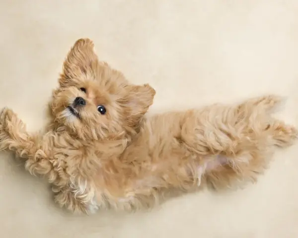 Czy maltipoo ma włosy? Tak, ten uroczy szczeniak ma puszyste, falowane włosy.