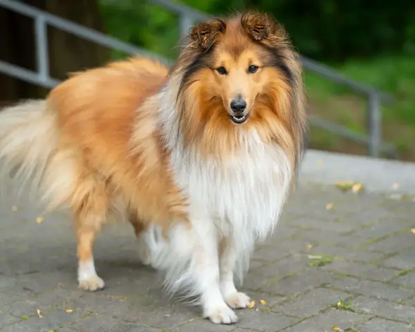 Piękny pies rasy collie o długiej, złocistej sierści stoi na chodniku.