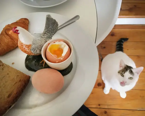 Biały kot z pręgowanym ogonem patrzy na talerz z jajkiem na miękko, croissantem i chlebem. Czy kot może jeść jajka? Ten kot wygląda, jakby chciał się przekonać.
