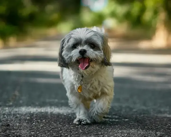 Szczęśliwy shih tzu, z językiem na wierzchu, idzie ścieżką. Jego waga jest idealna do spacerów.