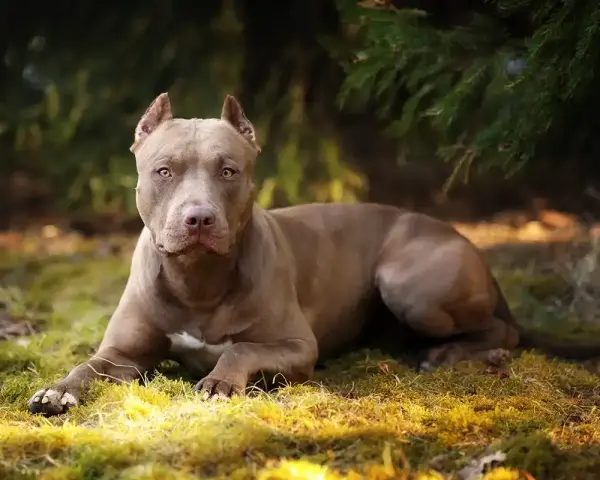 Potężny pies rasy pitbull o brązowej sierści leży na trawie, otoczony zielenią lasu.